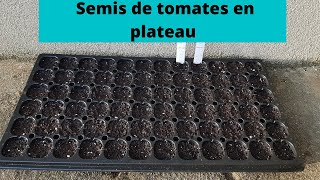 Semis de tomates en plateau [upl. by Roswell]