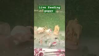 Feeding live food guppy delhi guppyhobby fishtank trending aquriumhobby [upl. by Lester]