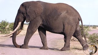 Beautiful Elephant Tusker At Thihongonyeni Waterhole Kruger National Park [upl. by Cordy]