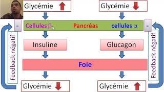 La régulation de la glycémie 1BAC SC EX BIOFتنظيم تحلون الدم [upl. by Kai]