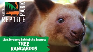 TREE KANGAROOS LIVE FOOTAGE  AUSTRALIAN REPTILE PARK [upl. by Nennerb365]