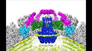 Structure of a herpesvirus [upl. by Gyimah]