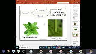 Phytochemistry  Lecture 2 832022 [upl. by Carney716]