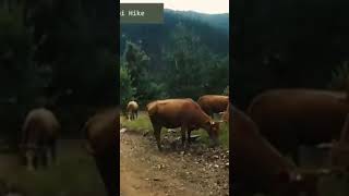 Hiking in Epirus Greece wildcow discovergreece hikingtrails [upl. by Eima]