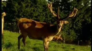 How Deer Antler Velvet is Processed  Antler Farms Deer Antler Velvet [upl. by Naiva]