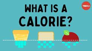 What is a calorie  Emma Bryce [upl. by Lovering365]