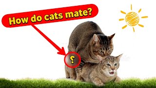 How do cats mate Secrets of mating between a male and a female cat [upl. by Hux]