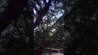 Lesser Bushbaby jumping from tree to tree [upl. by Staford]