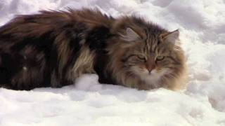 Astera Siberian Cats [upl. by Ramu191]