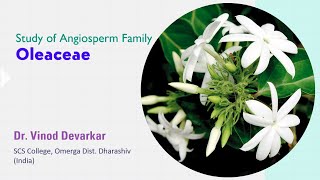 Study of Family Oleaceae by Dr V D Devarkar [upl. by Jennie18]