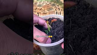 ഇതൊക്കെ Try ചെയ്ത് നോക്കിയിട്ട് support ചെയ്യാം diy gardening rose roserooting gardenideas tip [upl. by Ulises]