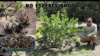 ACELERA el Crecimiento y la Floración en tus árboles de limón y para cualquier otro tipo de árbol [upl. by Eerat]