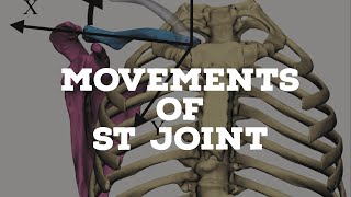 Movements of the scapulothoracic joint [upl. by Tully]