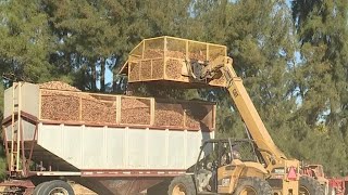 California law enforcement working to stop walnut thieves [upl. by Anerres627]