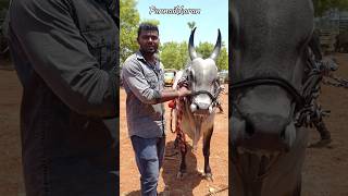 🔥🔥மயிலை காளையின் அழகு  காங்கேயம்காளை வளர்ப்பு  Kangeyam Bulls  Kangeyam Kaalai Valarppu  viral [upl. by Emerald]