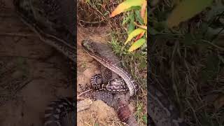 Komodo Dragon vs Giant Snake  Battle for Survival nature KomodoDragon snakefight wildlife [upl. by Allrud]