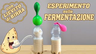 👩🏻‍🔬🧪 ESPERIMENTO sulla FERMENTAZIONE ALCOLICA con il LIEVITO di BIRRA 🍻🍞🍷🍇 scienze e chimica [upl. by Iruam660]