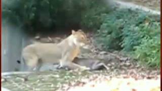 Caught on Tape Deer Escapes Lion Attack [upl. by Ennaillek]