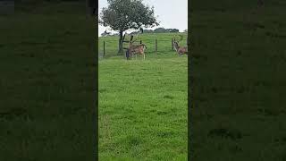 Deer at Margam park 2 [upl. by Kalli878]