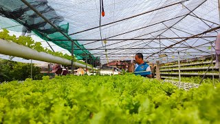 Kaysarap Magharvest Ng Lettuce sa Umaga [upl. by Forward]