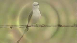 Scissortailed Flycatcher calling and shaking feathers [upl. by Epuladaug301]