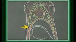 ANATOMÍA VETERINARIA  cavidad torácica canino 1 [upl. by Kingsly842]