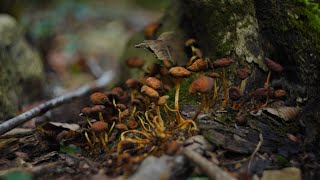 Are Fungi Plants  Encyclopaedia Britannica [upl. by Arlo251]