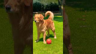 Golden Retriever playing football ⚽️ doglover viralreels short trendingshorts pets nature [upl. by Aitahs215]