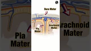 What is Meninges 🧠🧠Shorts PWKannada [upl. by Hanselka737]