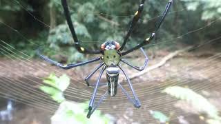 Giant Web Spider Nephila pilipes female Kaeng Krachan Thailand 18 Febr 2024 [upl. by Anotal]