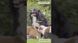 How Mama Dogs Care for Their Puppies Heartwarming Moments puppies doglover dogs youtubeshorts [upl. by Eiderf]