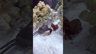 Mantis shrimp fighting a giant crab [upl. by Anett886]