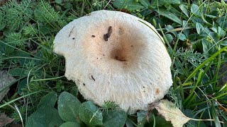 Lactarius pubescens October 27 2024 [upl. by Burrow]