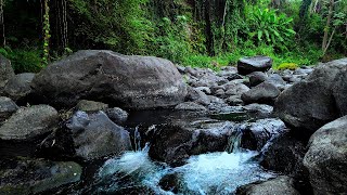 River Creek Sounds  Natural Sound Therapy from Water Flowing in the Mountains  Mountain stream [upl. by Tj]