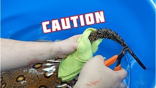 Clipping the STINGER and SPIKES on the tail of Giant Freshwater Stingrays as we prepare to ship [upl. by Aulea]