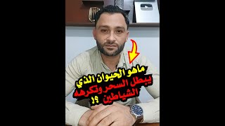 ماهو الحيوان الذي يبطل السحر وتكرهه الشياطين ⁉️🤔 [upl. by Dnaltruoc]