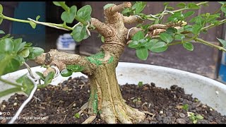 Bonsai Sancang Premna Microphylla [upl. by Eilyw]