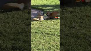 No walk yet…shortsfeed puppy dog doglover shortdogvideo [upl. by Clarie]