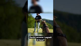 Obbedienza di Base Guida Responsabile per il Tuo Cane [upl. by Anirok794]