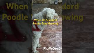 When Do Standard Poodle Stop Growing standardpoodle dog poodle puppy toypoodle poodlemix [upl. by Zelten]