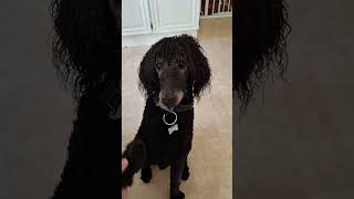 Standard Poodle 11 months Playing 😃 [upl. by Thorwald]