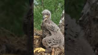 Meet Europe’s Largest Eagle You Won’t Believe the Wingspan 🦅 [upl. by Ap346]