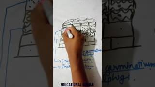 epithelial tissue part 3  stratified epithelium in HINDI [upl. by Elhsa]