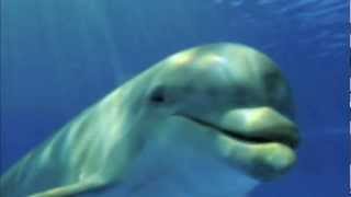 Dolphin Sounds Meditation [upl. by Sherilyn]