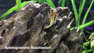 Apistogramma MacMasteri Breeding [upl. by Notle966]