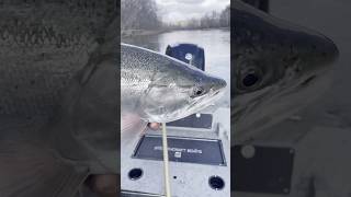 Big Manistee Steelhead Bead Fishing at its Finest fishing steelhead salmonfishing [upl. by Enilrac]