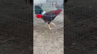 Compartan para llegar amas amigos de la pluma gallos rooster gallosblancos fvpシ [upl. by Macleod]