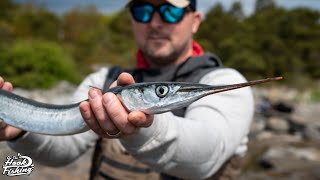 Needlefish Catching Garfish from the shore [upl. by Atikat]