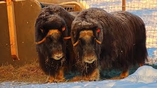 Muskoxen Kiwi and Mulan looking cute 20231209 muskox cam exploreorg [upl. by Bronez958]