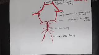 Circle of willis [upl. by Lias]